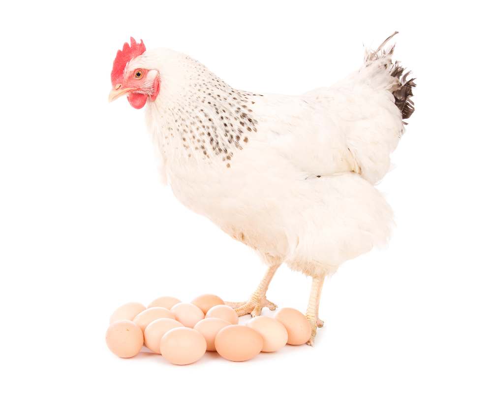 white chicken standing by pile of eggs