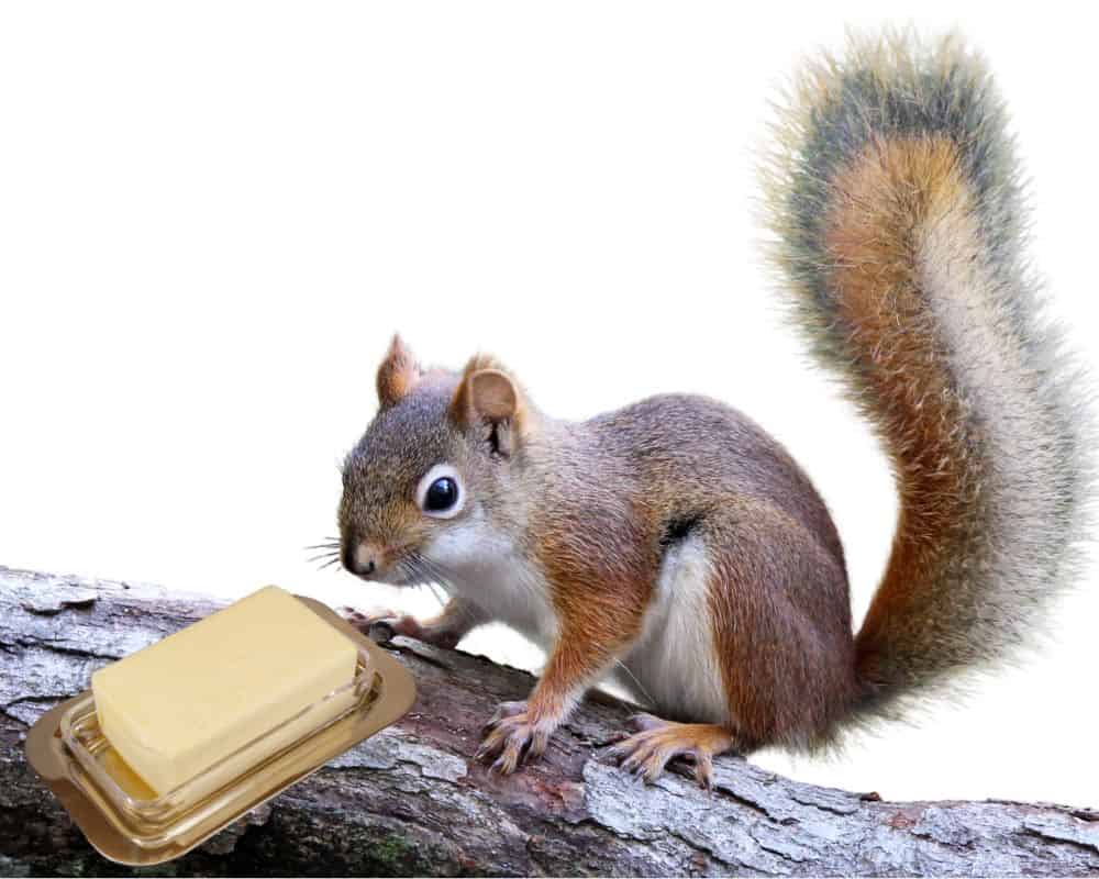 squirrel looking at stick of butter