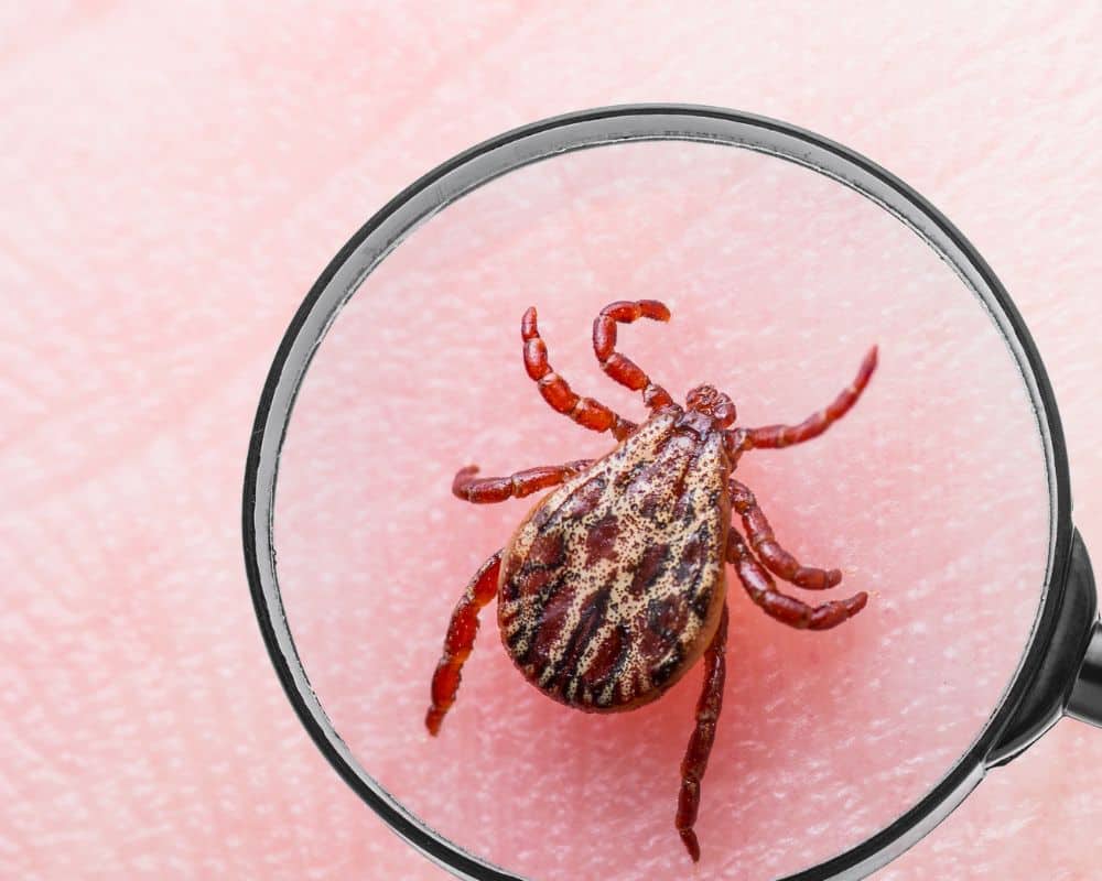 tick under magnifying glass