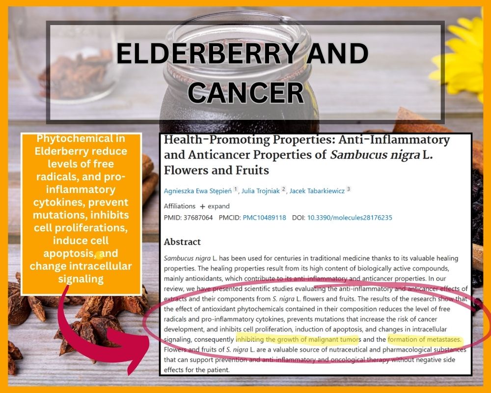 elderberry and cancer research