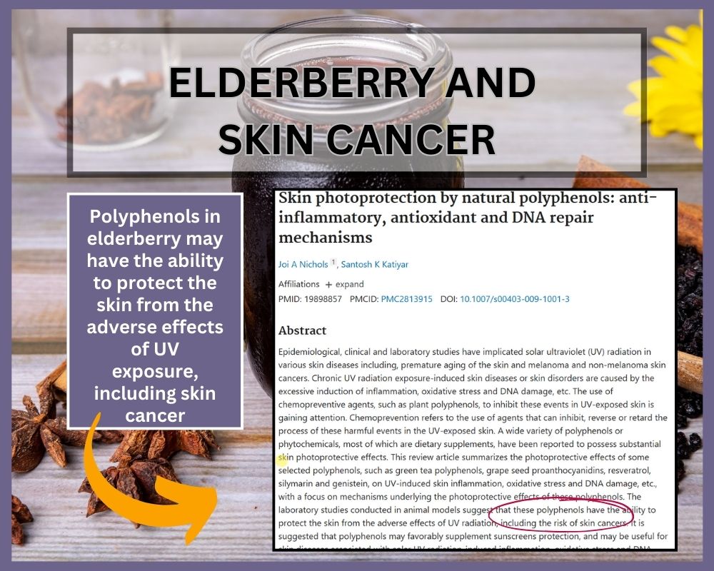 elderberry and skin cancer research