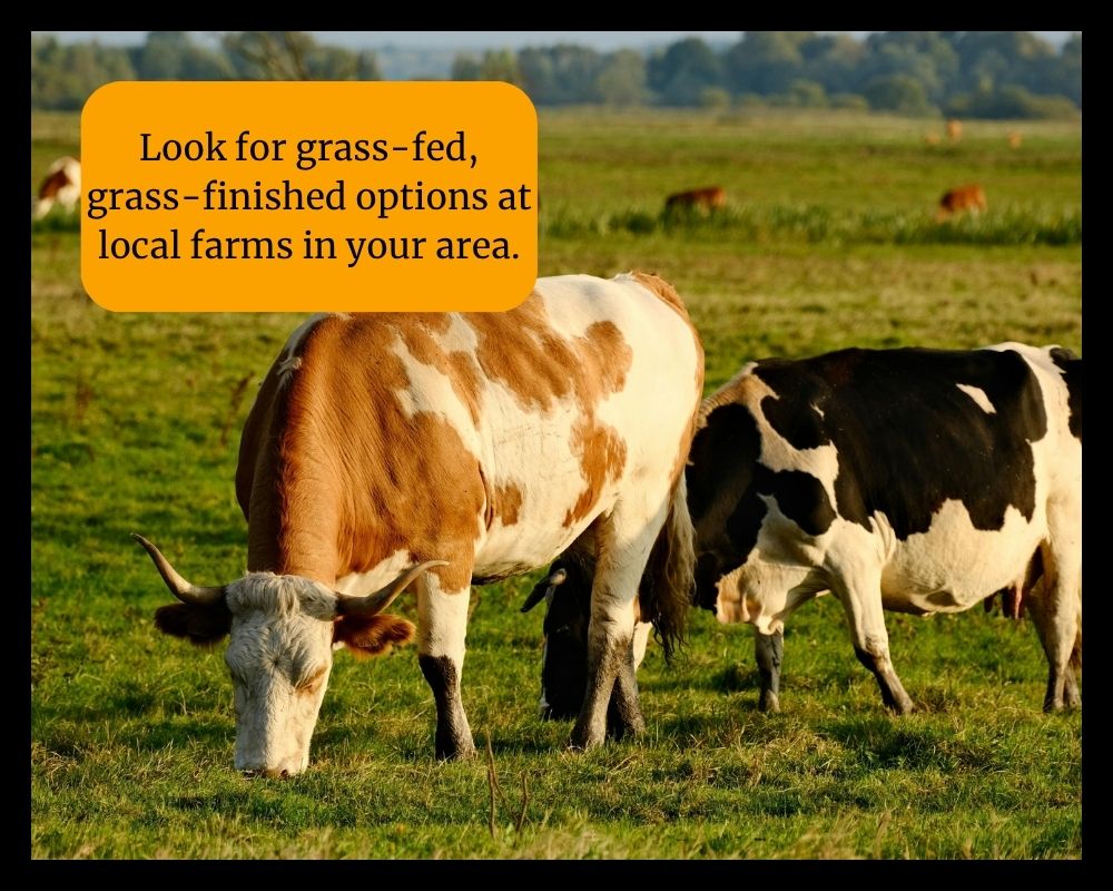 cows eating grass on farm